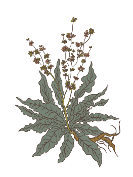 Plant de Rumex Crispus