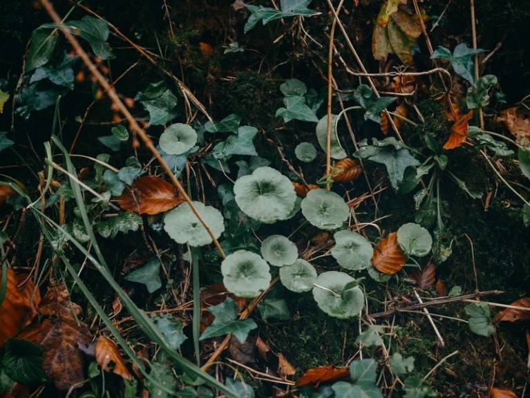 Le nombrils de Vénus est une plante comestible présente sur les talus en hiver.  